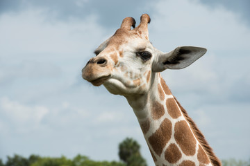 close-up of Giraffe against cloudy sky