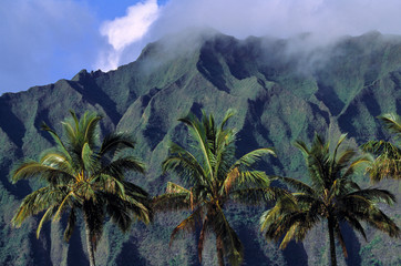 Fototapeta na wymiar USA, Hawaii, Oahu, Pali Cliffs. The green and grey mottled crags of Pali Cliffs rise behind these giant palm trees in Oahu, Hawaii