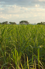 USA, Hawaii, Kauai, southwest coast, near Waimea and Russian Fort Elizabeth, sugar cane field. 