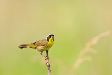 Common Yellowthroat (Geothlypis trichas) male with food in prairie, Marion, Illinois, USA.