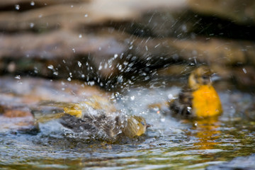 Baltimore Orioles (Icterus galbula) immature bathing, Marion, Illinois, USA.