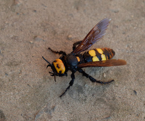 Megascolia maculata. The mammoth wasp.