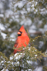 Northern Cardinal (Cardinalis cardinalis) male in Keteleeri Juniper (Juniperus keteleeri) tree in winter, Marion, Illinois, USA.