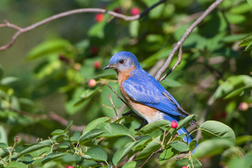 Eastern Bluebird (Sialia sialis) male in Serviceberry (Amelanchier canadensis) bush Marion, Illinois, USA.