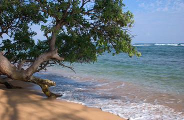 USA, Hawaii, Kauai, beach scenic. 