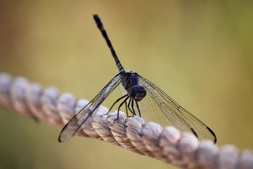 Dragonfly on Rope
