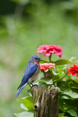 Fototapeta premium Eastern Bluebird (Sialia sialis) male on fence post near flower garden, Marion, Illinois, USA.