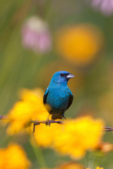Indigo Bunting (Passerina cyanea) male on barbed wire fence in flower garden, Marion, Illinois, USA.