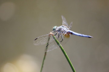 Dragonfly on Plant