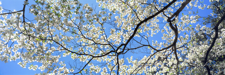 USA, Georgia, Atlanta. Backlighting accentuates the white dogwood blossoms at the Botanical Gardens in Atlanta, Georgia