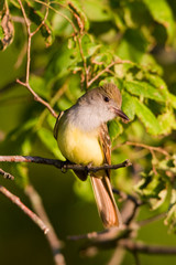 Great Crested Flycatcher (Myiarchus crinitus) in tree, Marion, Illinois, USA.