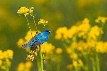Indigo Bunting (Passerina cyanea) male on Butterweed (Senecio glabellus), Marion, Illinois, USA.
