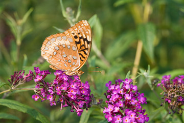 Great Spangled Fritillary (Speyeria cybele) on Butterfly Bush (Buddleia davidii). Marion, Illinois, USA.