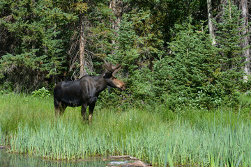 Bull moose in the Uinta mountains of Utah.