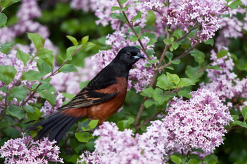 Orchard Oriole (Icterus spurius) male in Dwarf Korean Lilac Bush (Syringa meyeri 'Palibin'), Marion, Illinois, USA.