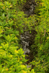 Hawaiian flora and fauna on the Nanue River, Hamakua coast, Big Island, Hawaii