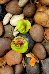 Dead Flowers Society