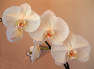 Fototapeta na wymiar Delicate orchids blooming on the Big Island, Hawaii.