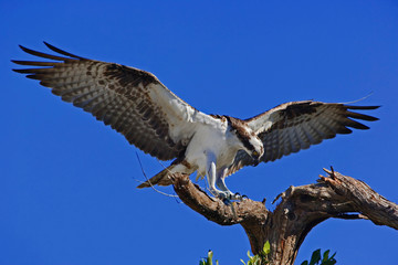 Osprey landing on branch with prey, Pandion haliaetus, Fort Meyers, Florida
