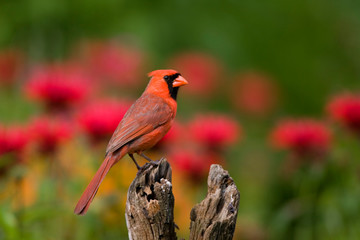 Northern Cardinal (Cardinalis cardinalis) male on fence post in flower garden, Marion, Illinois, USA.