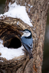White-breasted Nuthatch (Sitta carolinensis) on dead tree in winter, Marion, Illinois, USA.