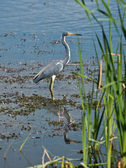 USA, Florida, Clewiston, STA 5, Standing Tri-colored Heron
