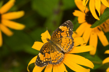 Silvery Checkerspot butterfly (Chlosyne nycteis) Goldstrum Black-eyed Susans (Rudbeckia hirta 'Goldstrum'), Marion, Illinois, USA. © Richard & Susan Day/Danita Delimont