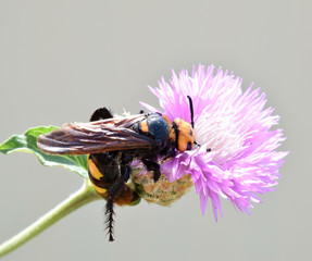Megascolia maculata. The mammoth wasp.