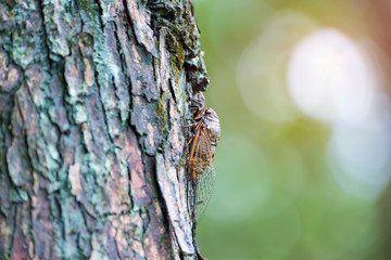 Cicada on Green tree background