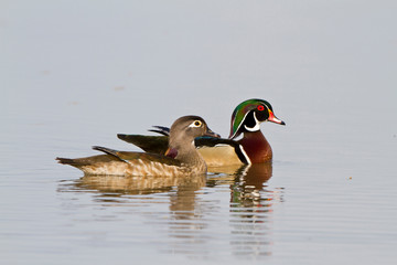 Wood Duck (Aix sponsa) male and female in wetland, Marion, Illinois, USA.