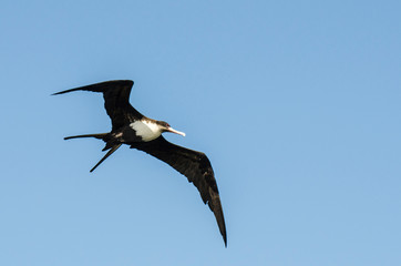 Great frigatebird (Fregata minor) in Kilauea Point National Wildlife Refuge, Kauai, Hawaii.