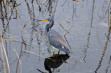 USA, Florida, Sarasota. Myakka River State Park, Tricolored Heron