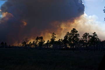 USA, Florida, Big Cypress National Preserve prescribed burn smoke plume.