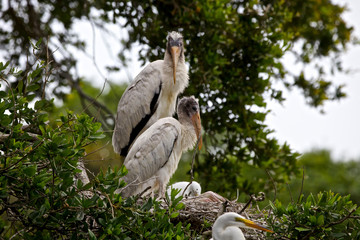 USA, Florida, St. Augustine Alligator Farm wild. Wood stork.