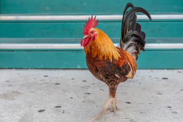 Cubalaya Gypsy Rooster in Key West, Florida, USA
