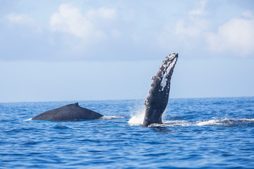 Humpback Whales (Megaptera novaeangliae) near Lanai Island, Hawaii, USA