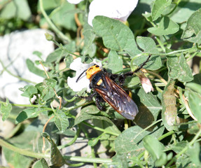 Megascolia maculata. The mammoth wasp.