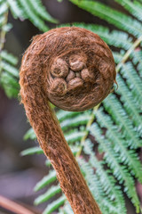 USA, Hawaii, Big Island, Volcanoes Nanional Park, Tree Fern Fiddlehead