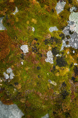 USA, Idaho. Close-up of moss-covered boulder. 