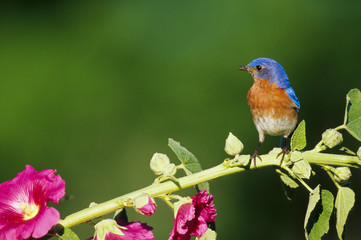 Eastern Bluebird (Sialia sialis) male on Hollyhock (Alcea rosea) Marion County, Illinois