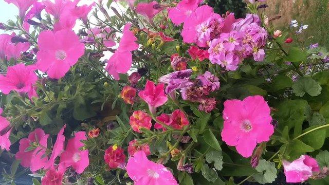 Vertical video. Pink petunias and other pink flowers blowing in wind on a summers day in an English garden.