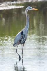 Naklejka premium USA, Florida, Merritt Island, National Wildlife Refuge, Great Blue Heron.
