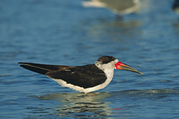 North America, USA, Florida, Fort De Soto Park. Portrait of a Black Skimmer (Rhynchops niger)