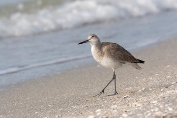 USA - Florida - Willet on beach at Fort De Soto County Park