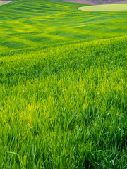 USA, Idaho, Palouse, Rolling Green Hills of Spring Wheat