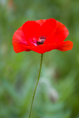 Fototapeta premium Red Poppy (Papaver rhoeas 'Legion of Honor'), Cantigny Park, Wheaton, Illinois