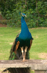USA, Hawaii, Kauai, peacock at the Smith Family Laua. 
