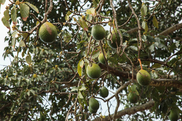 Avocadoes growing. Big Island, Hawaii, USA