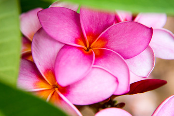 Fototapeta na wymiar USA, Hawaii, Oahu, Tropical Gardens with close up of a Plumeria flower