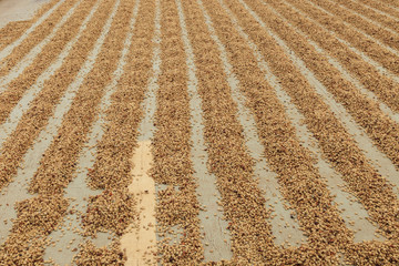 Kona coffee beans, coffee plantation, Big Island, Hawaii, USA